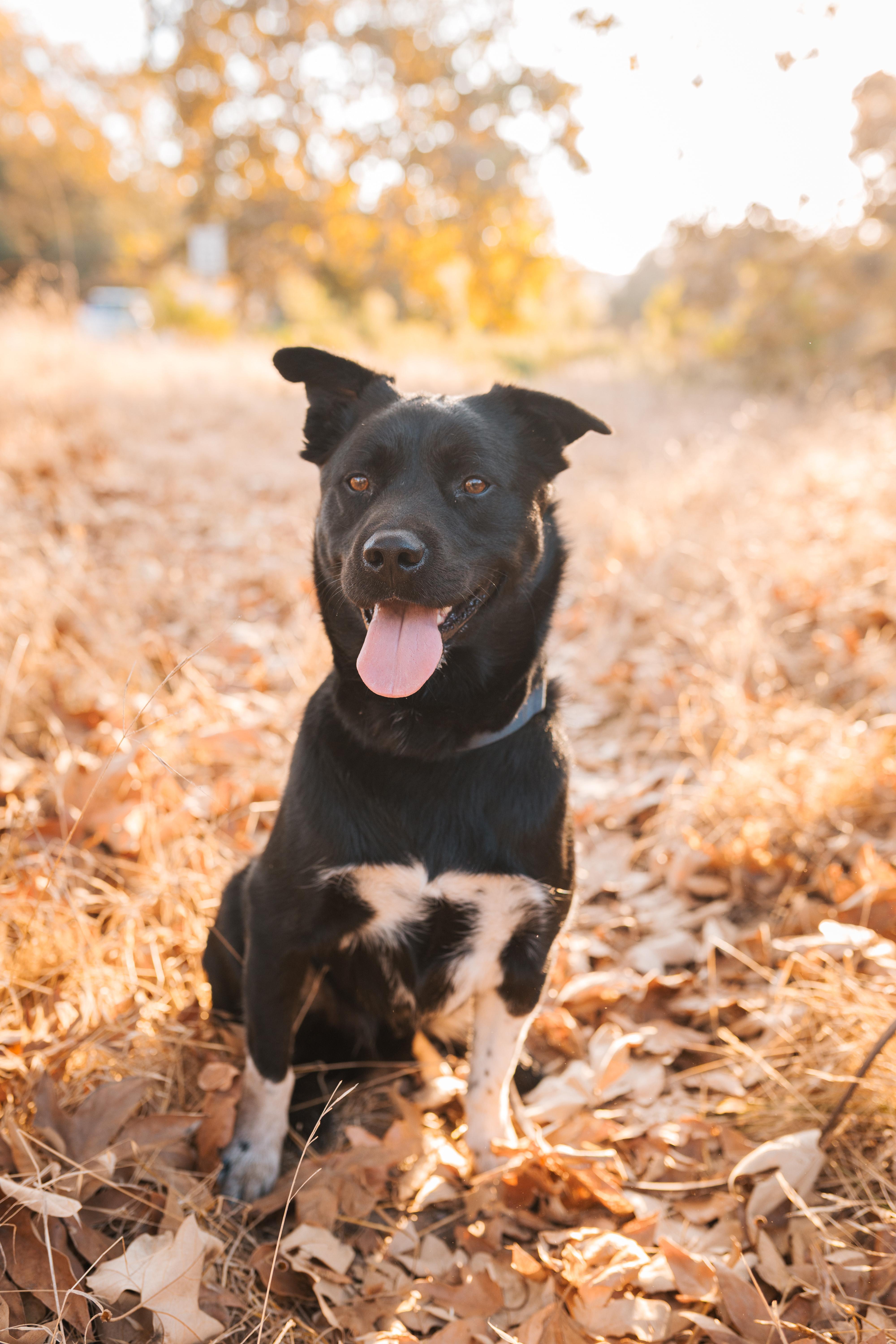 Lobo, Adoptable, Young Male Australian Cattle Dog / Blue Heeler & Akita.