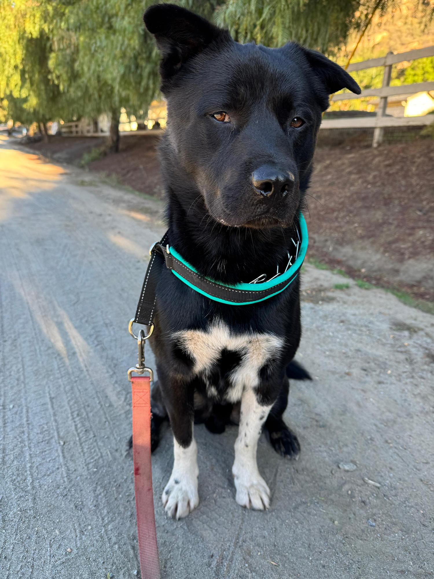 Lobo, a Adoptable mixed breed in San Diego, CA image 3/4