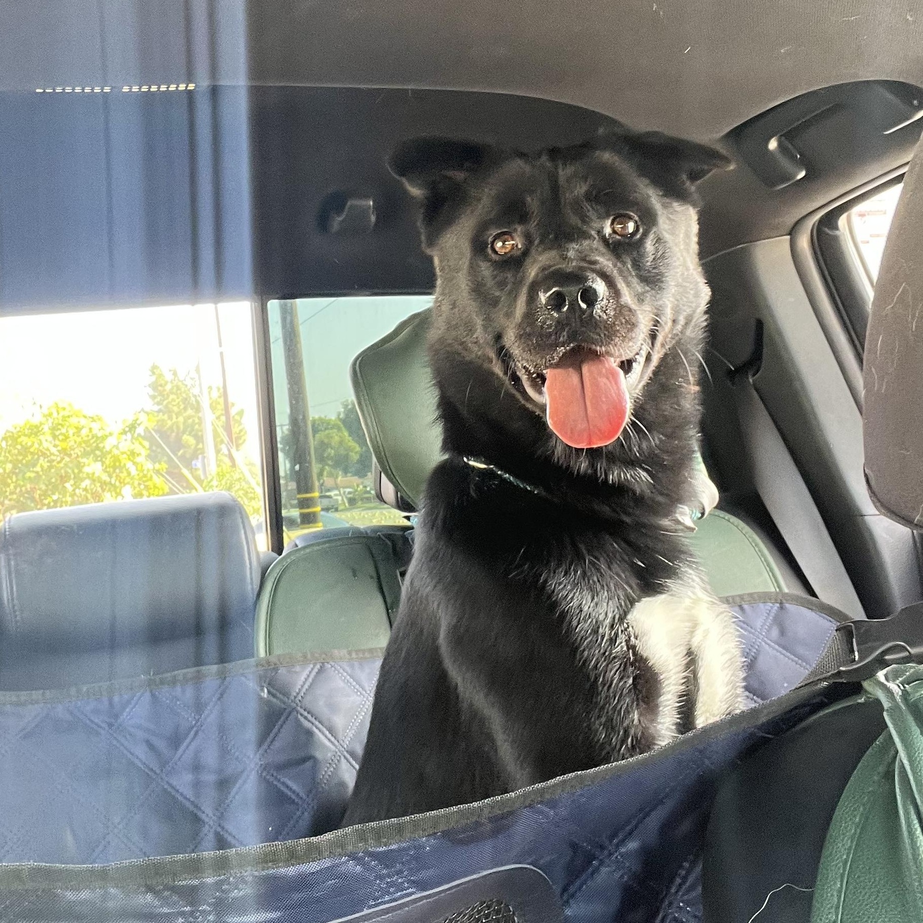 Lobo, a Adoptable mixed breed in San Diego, CA image 4/4