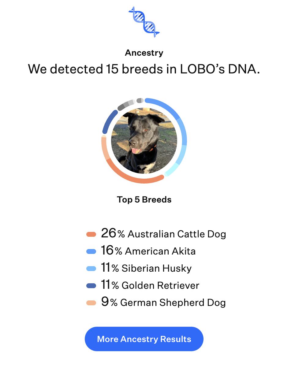 Enlarge Lobo, an adoptable mixed breed in San Diego, CA image 6/6