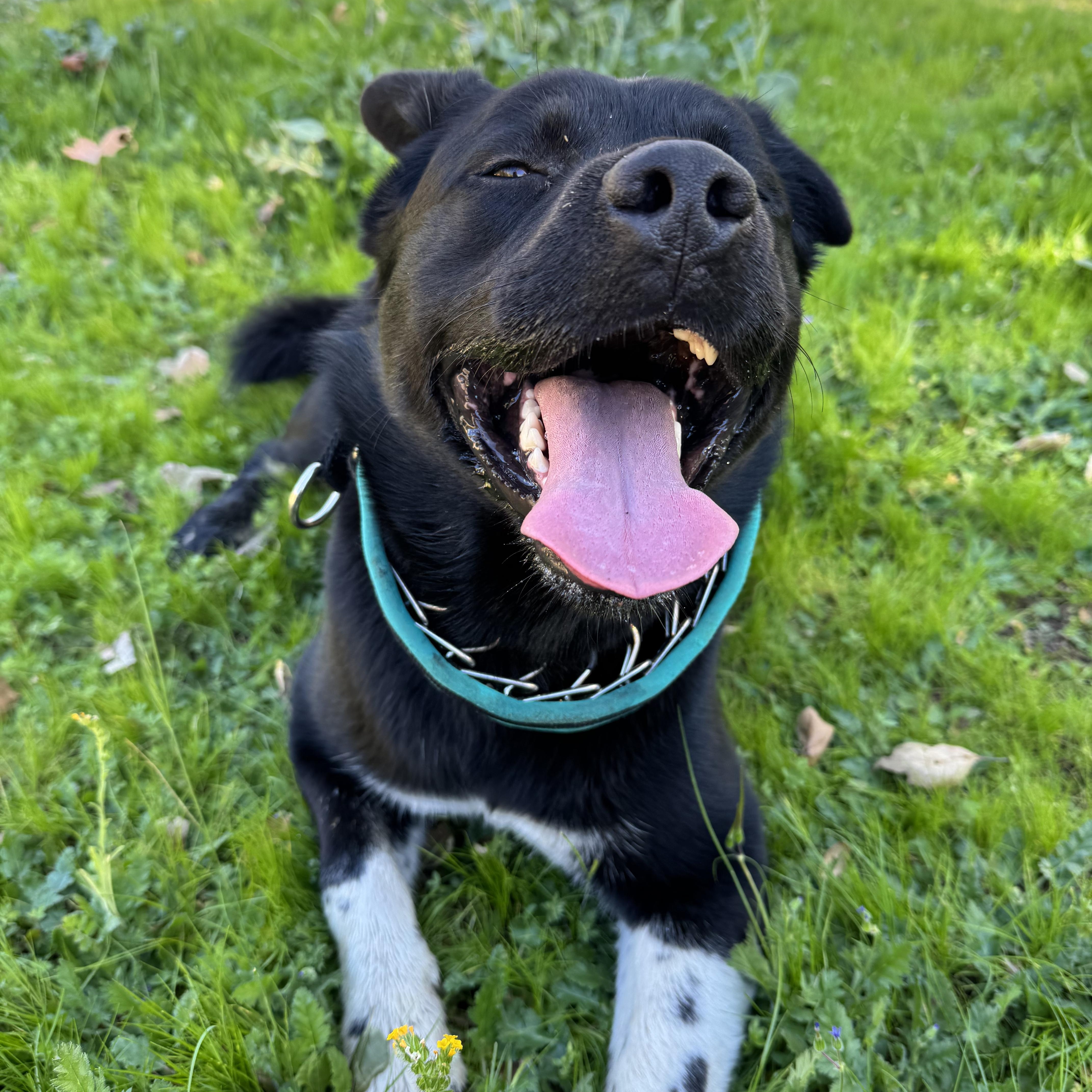 Enlarge Lobo, an adoptable mixed breed in San Diego, CA image 1/6