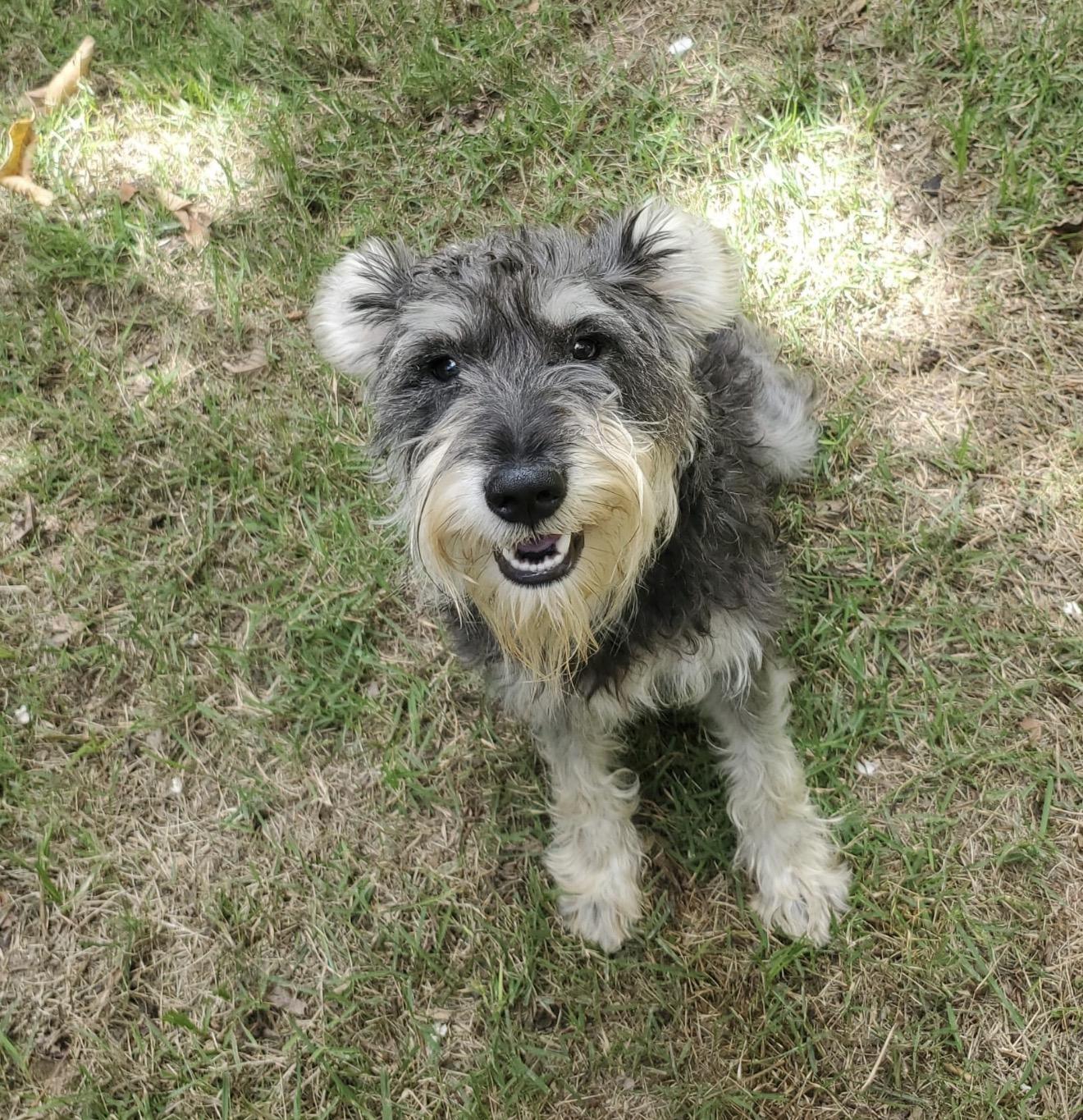 Enlarge Ishi , an adopted mixed breed in Danbury, CT image 1/3