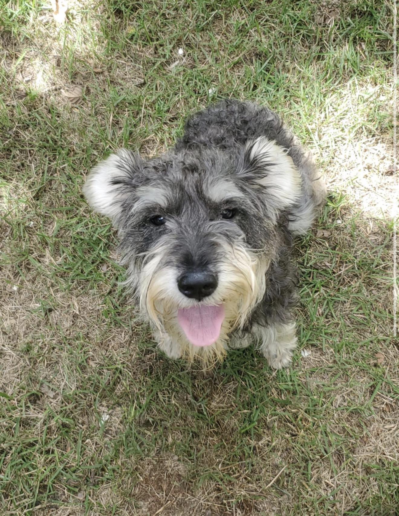 Enlarge Ishi , an adopted mixed breed in Danbury, CT image 2/3