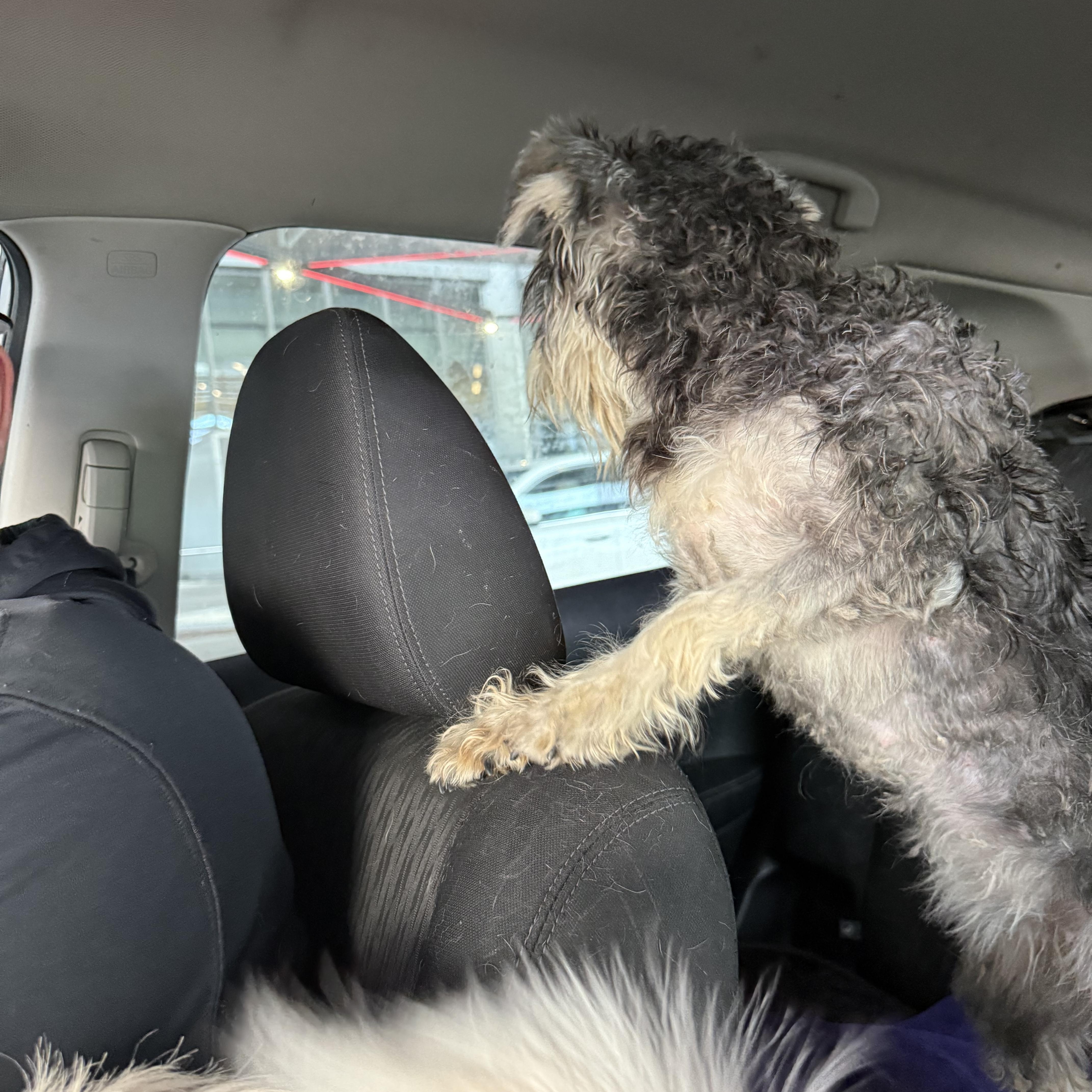 Enlarge Ishi , an adopted mixed breed in Danbury, CT image 3/3