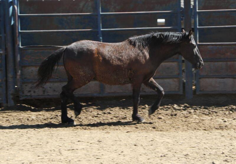 Thunder, Adoptable, Young Male Mustang.