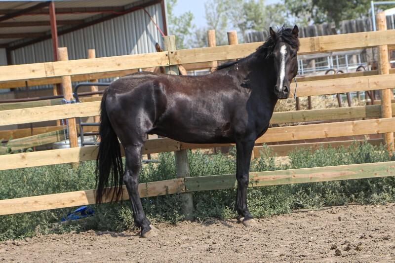 Thunder, Adoptable, Adult Male Mustang.