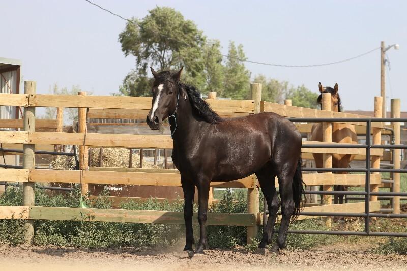 Enlarge Thunder, a Adoptable Mustang in Scotland, SD image 2/6