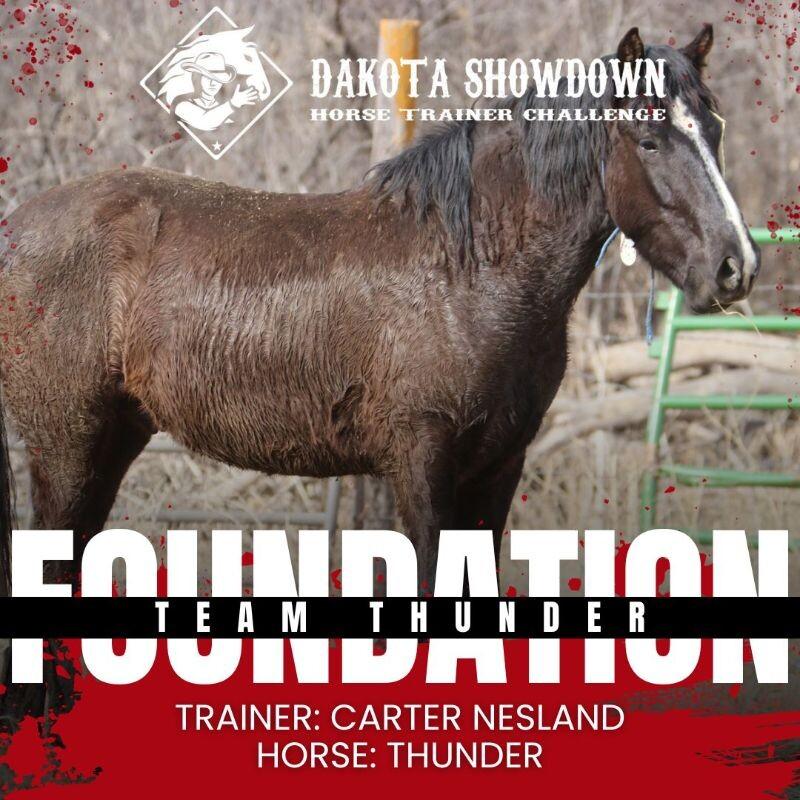 Enlarge Thunder, a Adoptable Mustang in Scotland, SD image 2/6