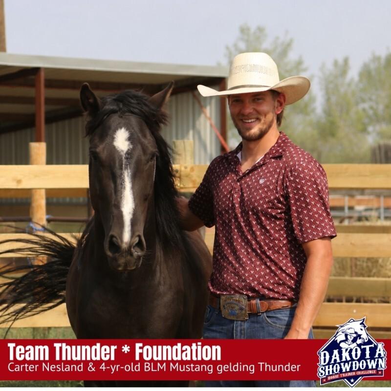 Enlarge Thunder, a Adoptable Mustang in Scotland, SD image 4/6