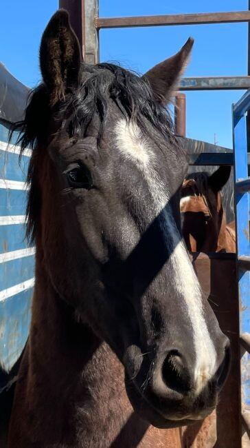 Enlarge Thunder, a Adoptable Mustang in Scotland, SD image 3/6