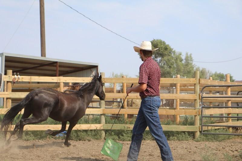 Enlarge Thunder, a Adoptable Mustang in Scotland, SD image 5/6