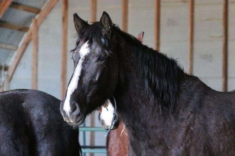 Enlarge Thunder, a Adoptable Mustang in Scotland, SD image 4/6