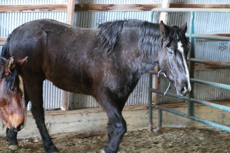 Enlarge Thunder, a Adoptable Mustang in Scotland, SD image 5/6