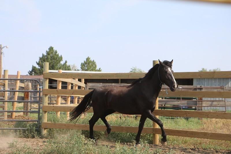 Enlarge Thunder, a Adoptable Mustang in Scotland, SD image 6/6