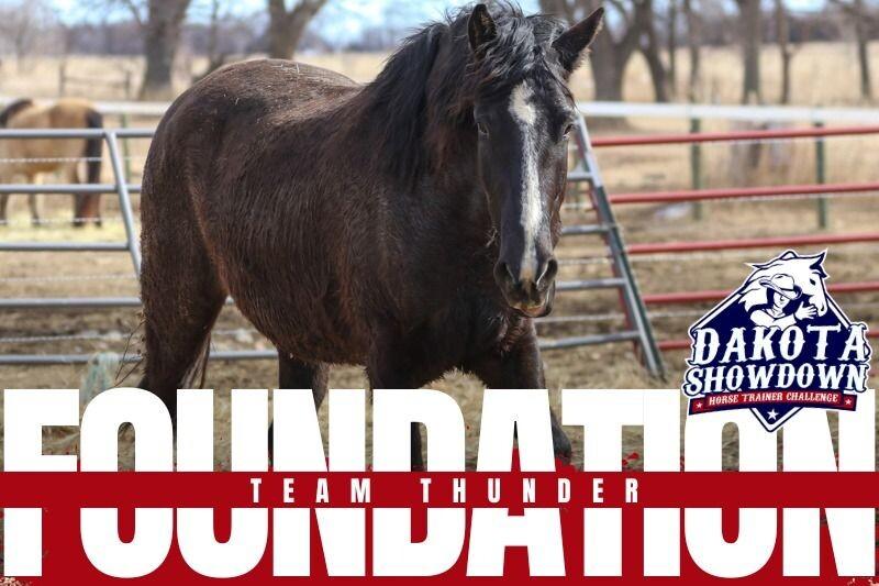 Enlarge Thunder, a Adoptable Mustang in Scotland, SD image 6/6