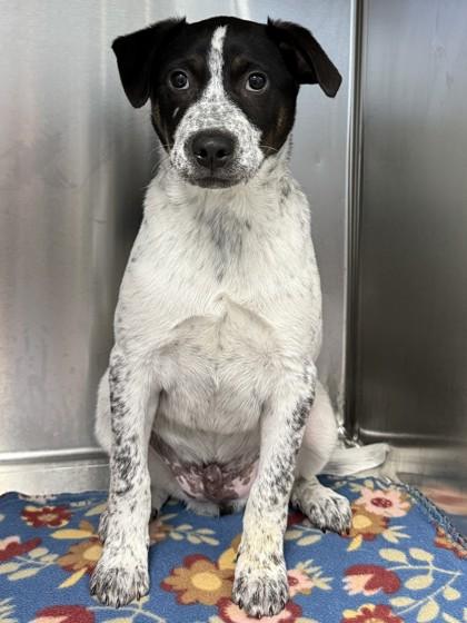 Baby Bug, Adoptable, Puppy Male Catahoula Leopard Dog & Mixed Breed.