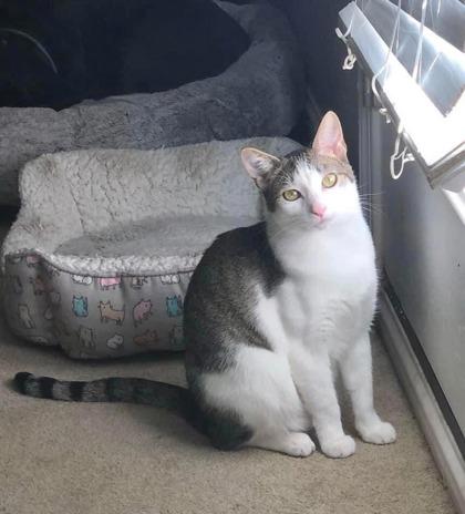 Enlarge Mookie Mae, a Adoptable Domestic Short Hair in Savannah, GA image 1/3