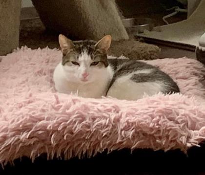 Mookie Mae, a Adoptable Domestic Short Hair in Savannah, GA image 1/3