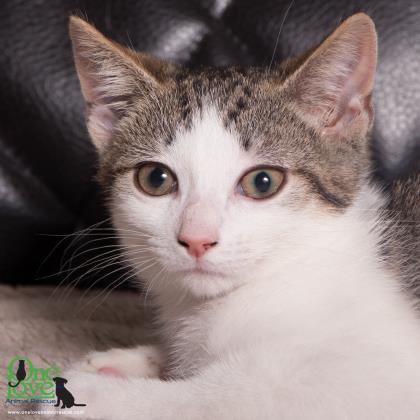 Mookie Mae, Adoptable, Kitten Female Domestic Short Hair & Domestic Short Hair.