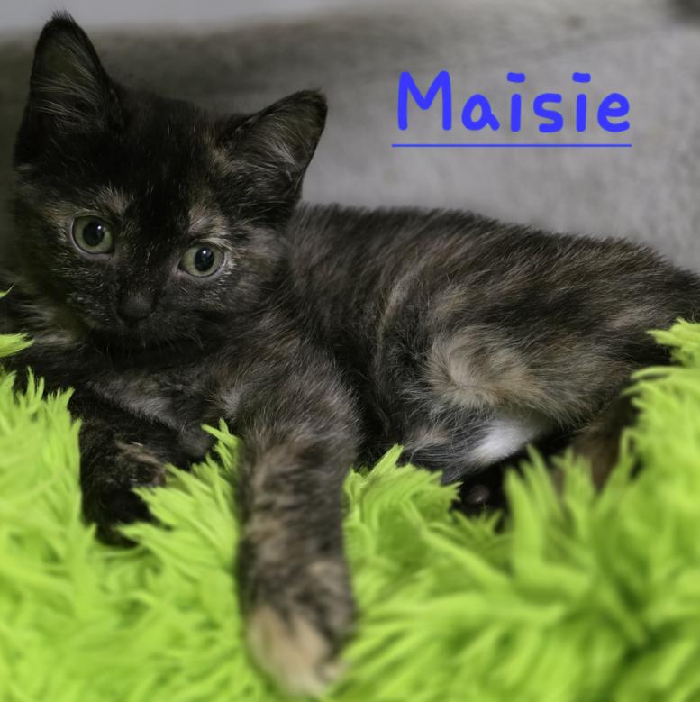 Maisie, Baby Female Domestic Short Hair