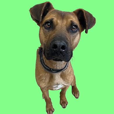 Forest — thumbnail 2