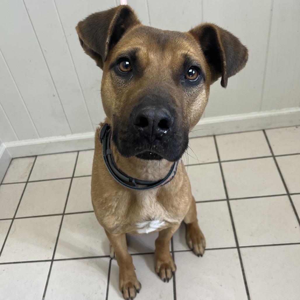 Forest — thumbnail 3