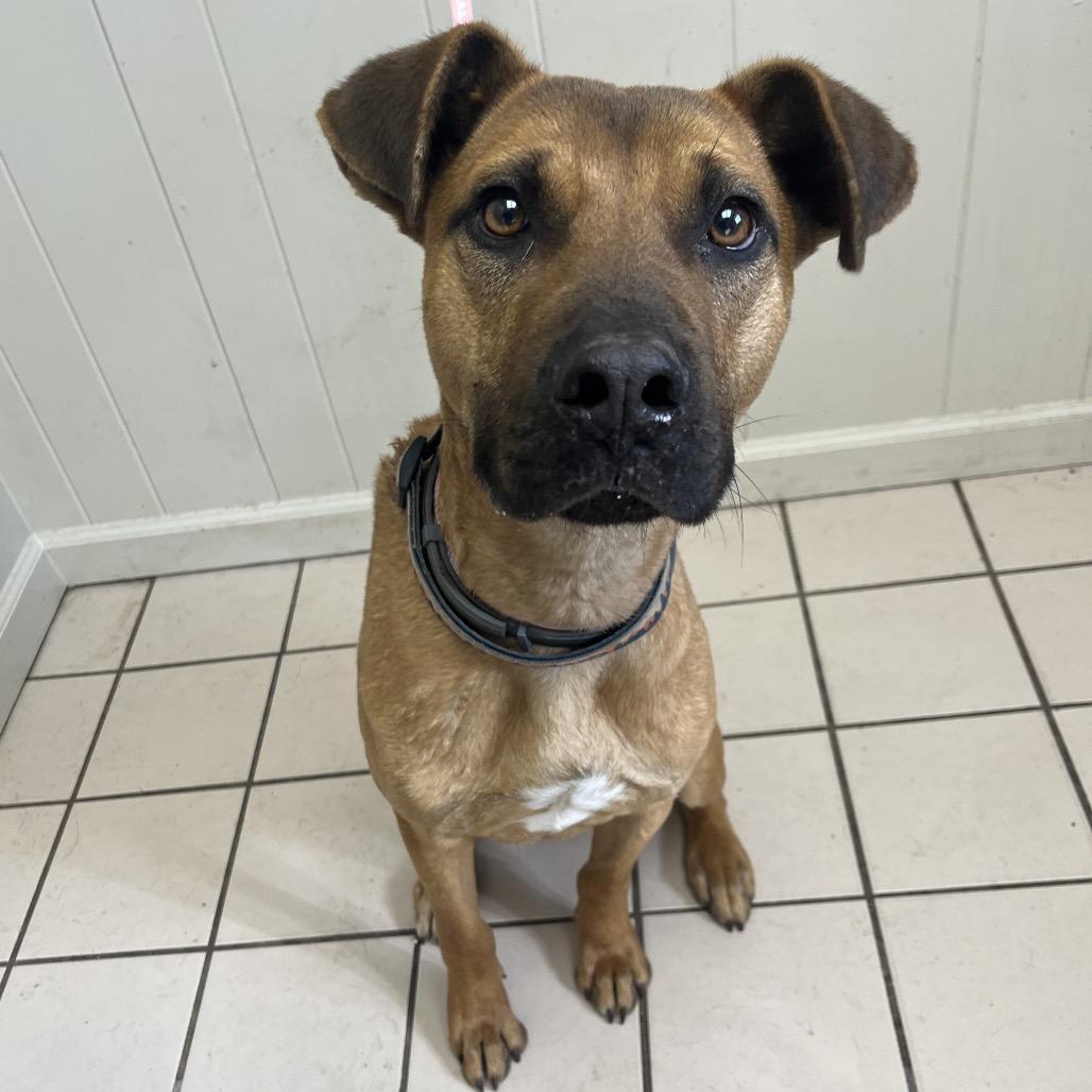 Forest — thumbnail 4