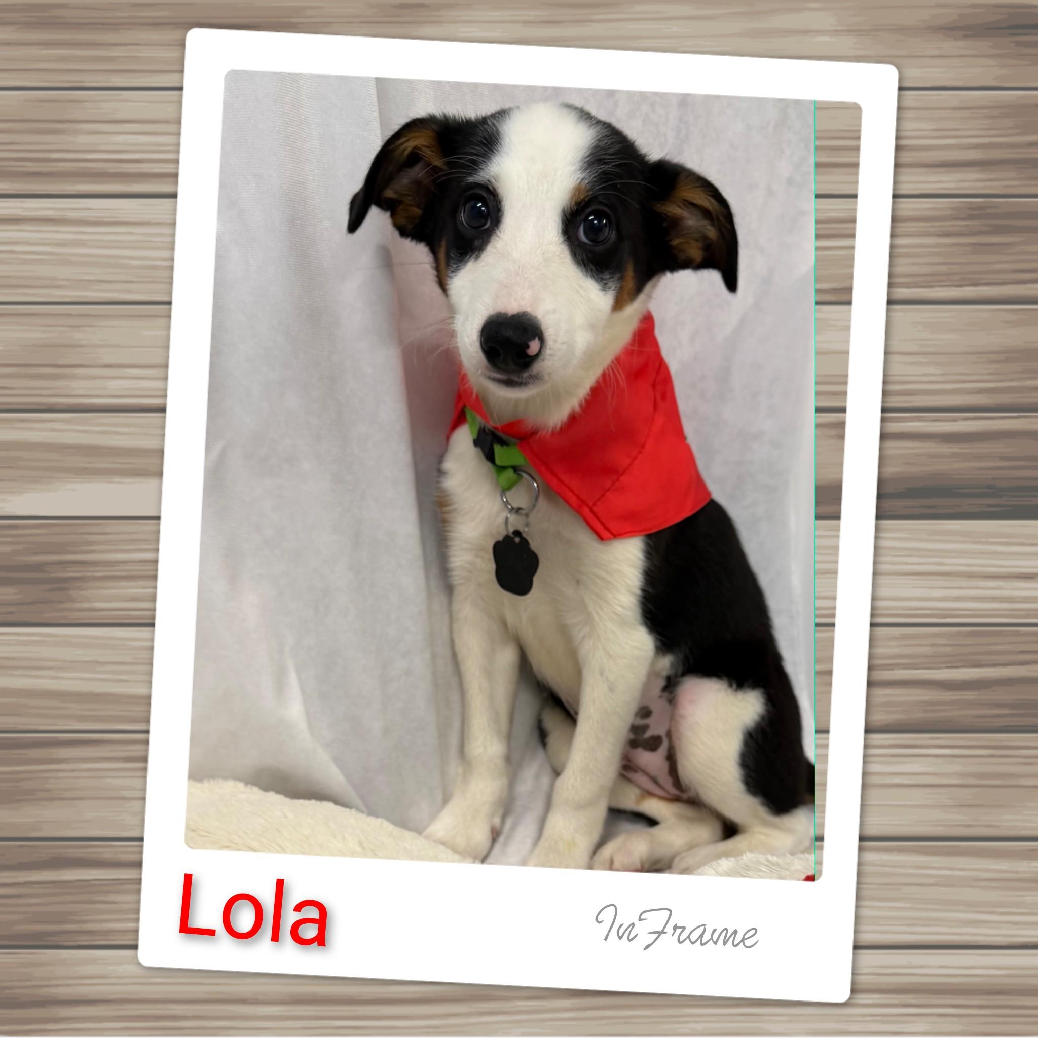 Lola, Adoptable, Puppy Female Mixed Breed.