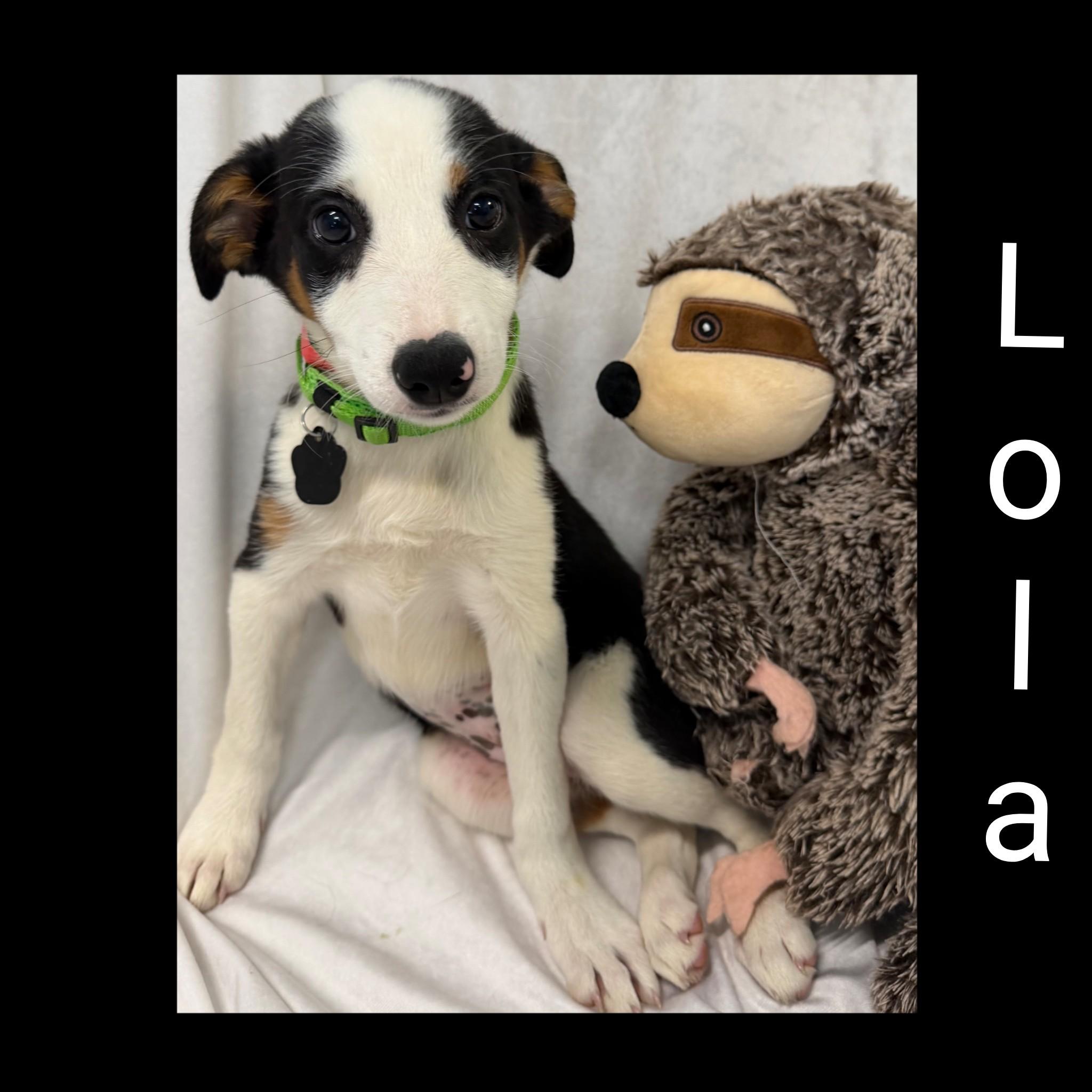 Enlarge Lola, a Adoptable Mixed Breed in Fredericksburg, VA image 3/6