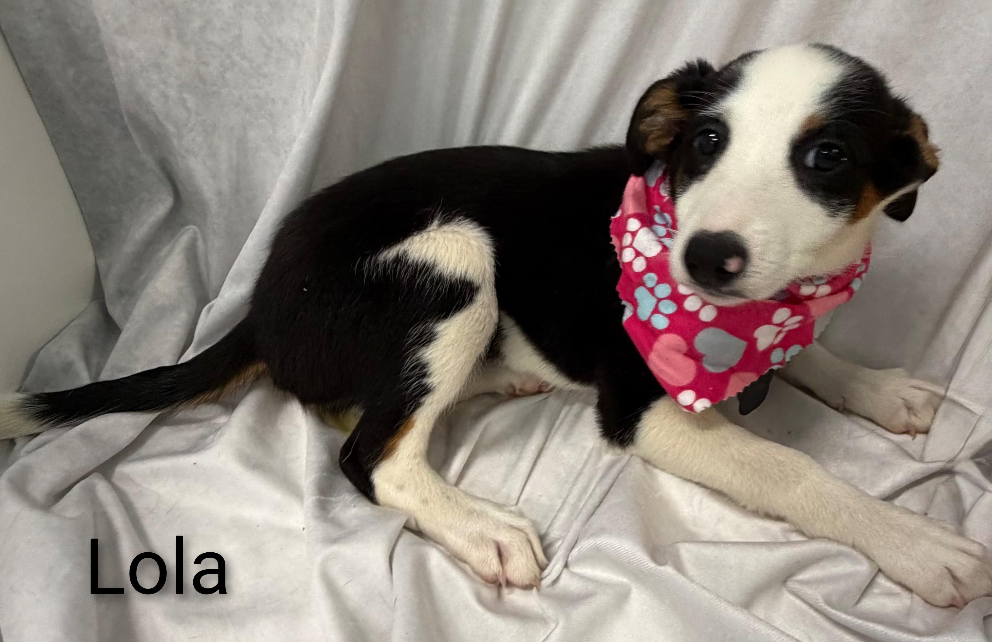 Enlarge Lola, a Adoptable Mixed Breed in Fredericksburg, VA image 4/6