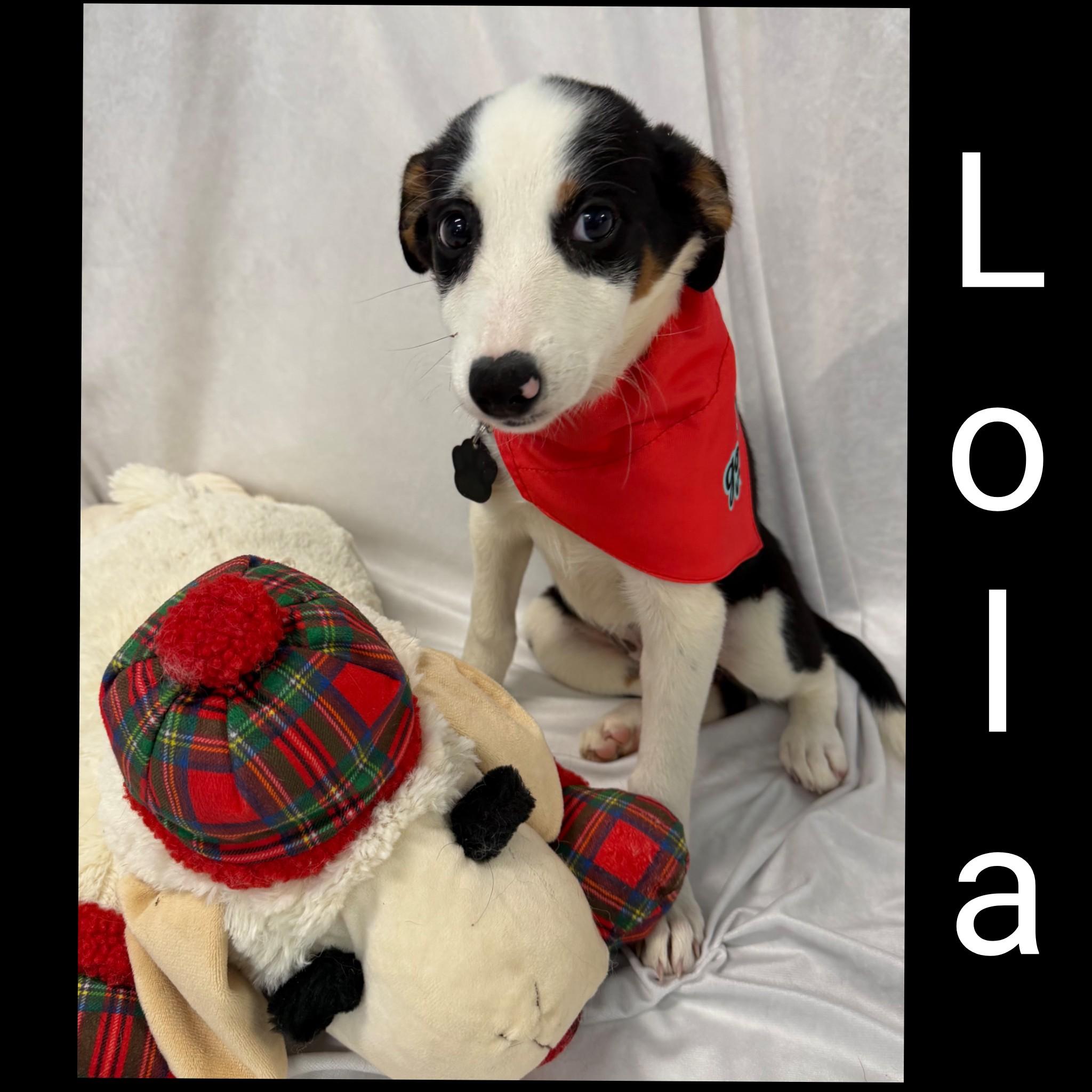 Enlarge Lola, a Adoptable Mixed Breed in Fredericksburg, VA image 6/6