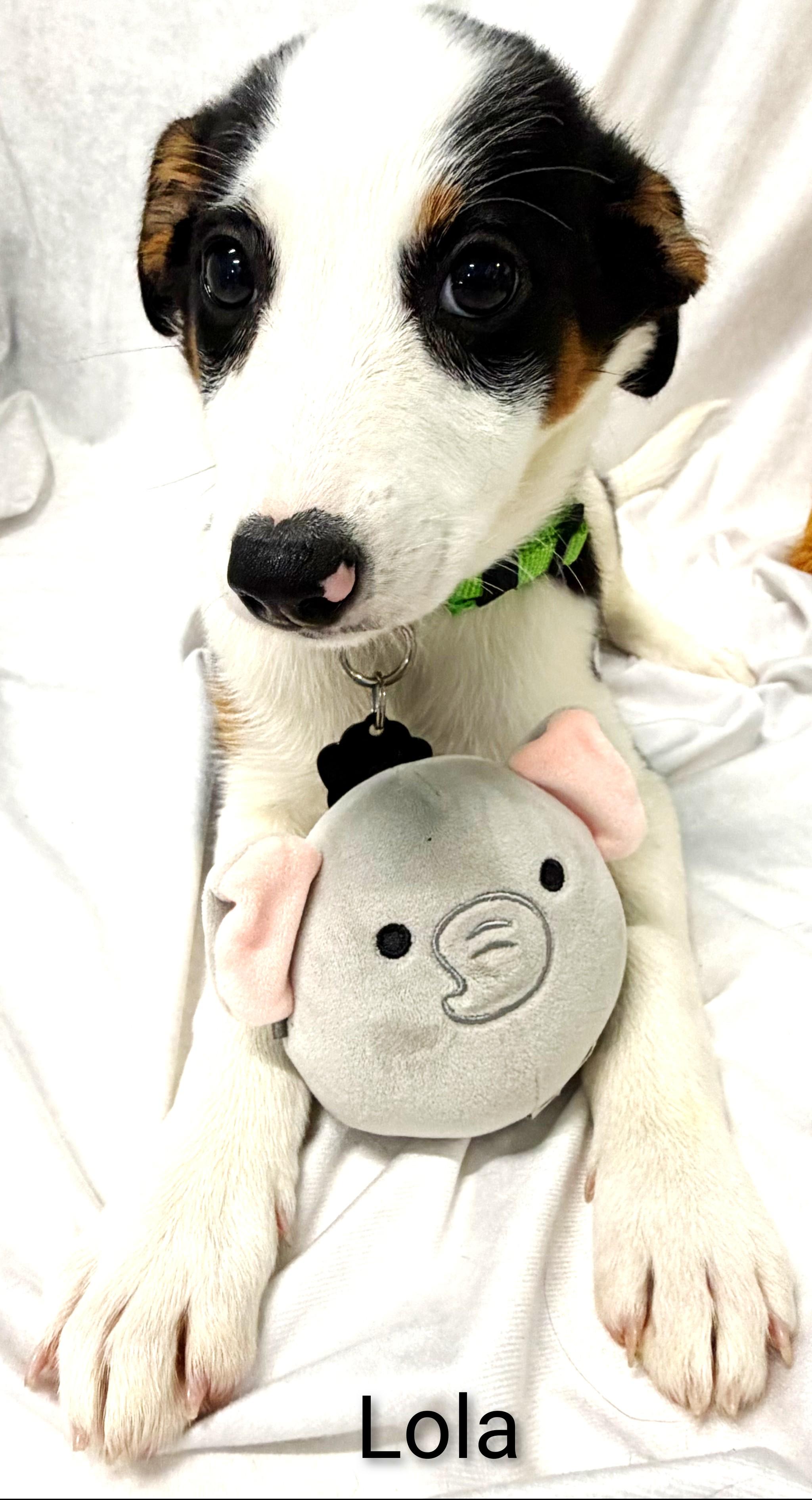 Enlarge Lola, a Adoptable Mixed Breed in Fredericksburg, VA image 5/6