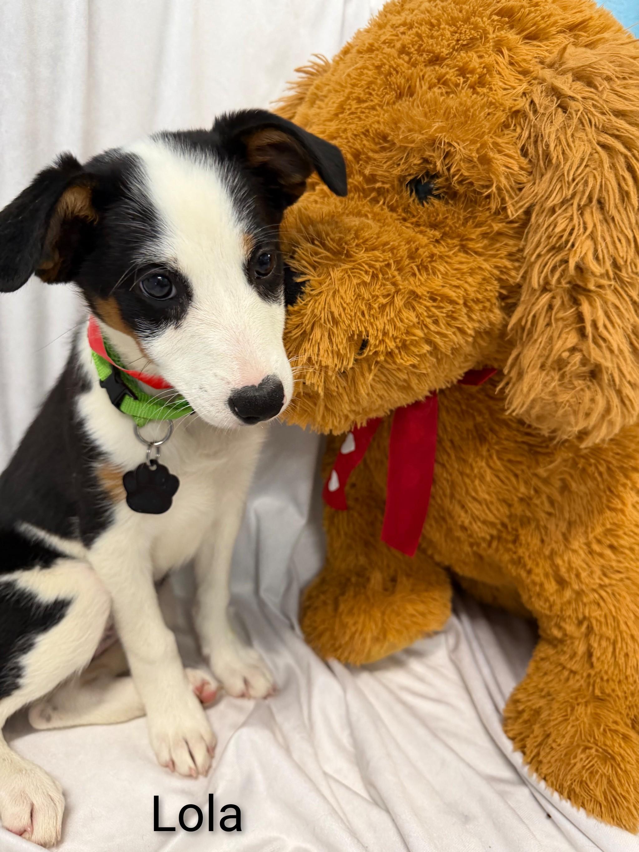 Enlarge Lola, a Adoptable Mixed Breed in Fredericksburg, VA image 2/6