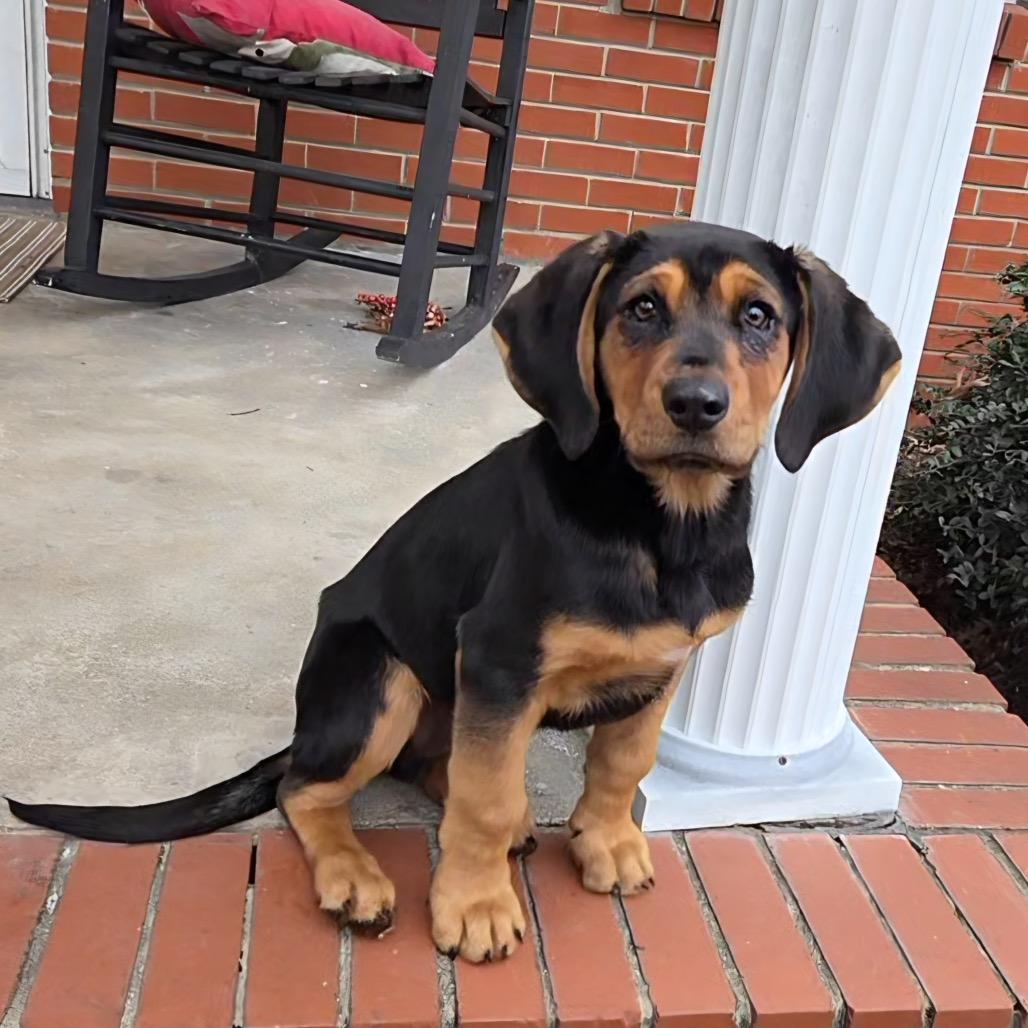 Boone, a Adoptable Hound in Aberdeen, NC image 1/2