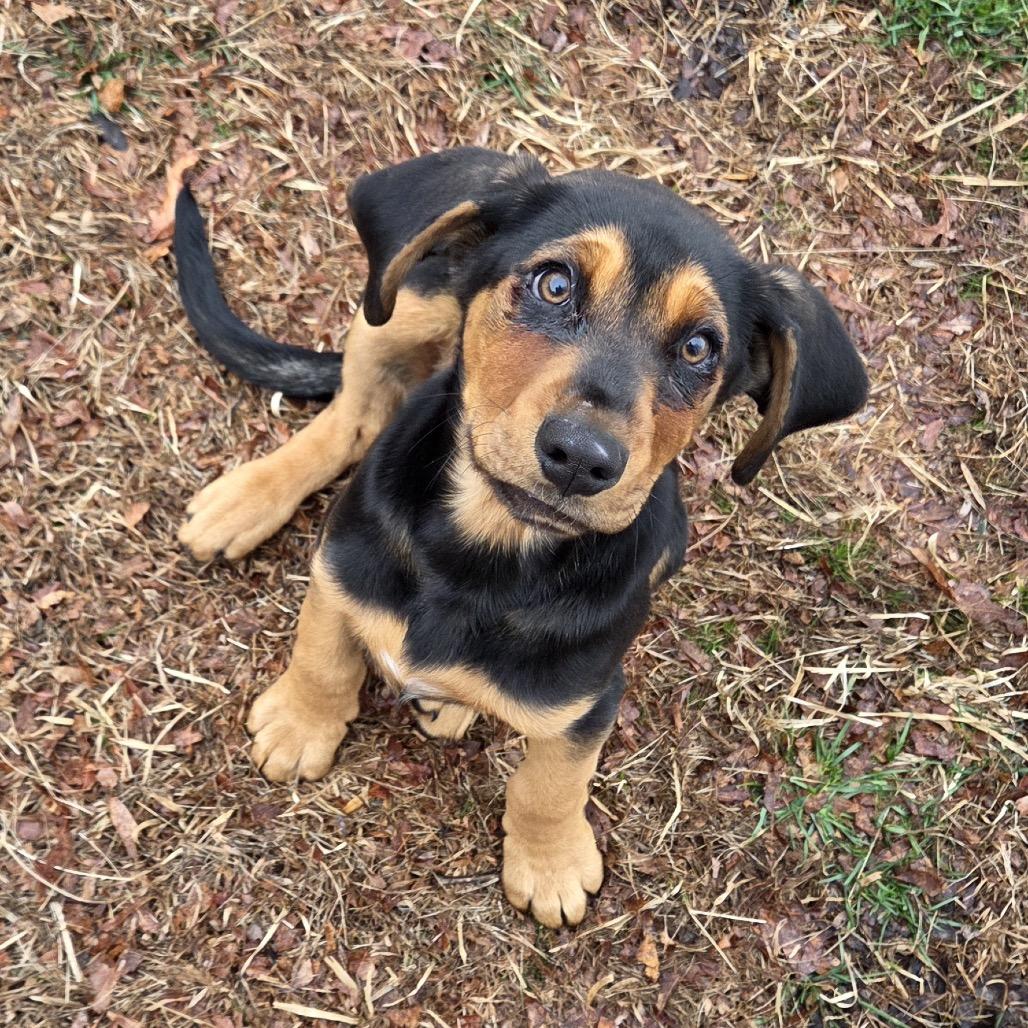 Boone, a Adoptable Hound in Aberdeen, NC image 2/2