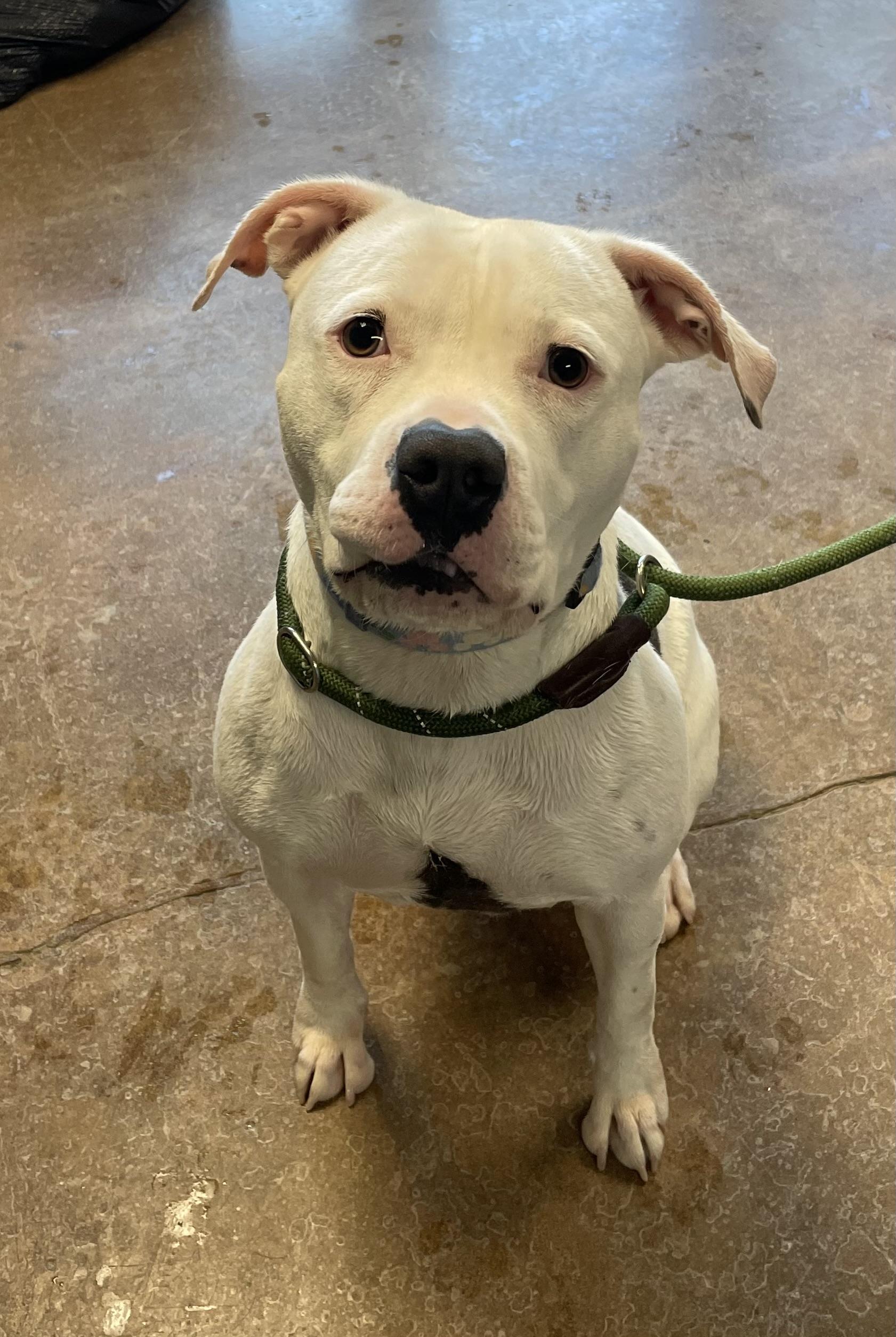 Enlarge Penelope, a Adoptable mixed breed in Gladstone, MO image 1/1