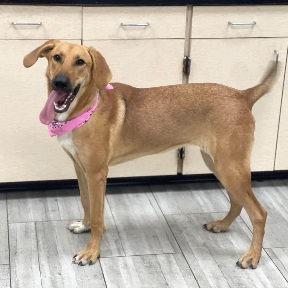 Enlarge Mollie, a Adoptable Black Mouth Cur in Lufkin, TX image 1/3