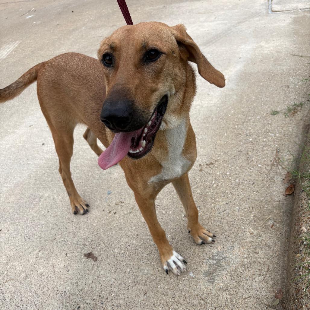 Enlarge Mollie, a Adoptable Black Mouth Cur in Lufkin, TX image 2/3