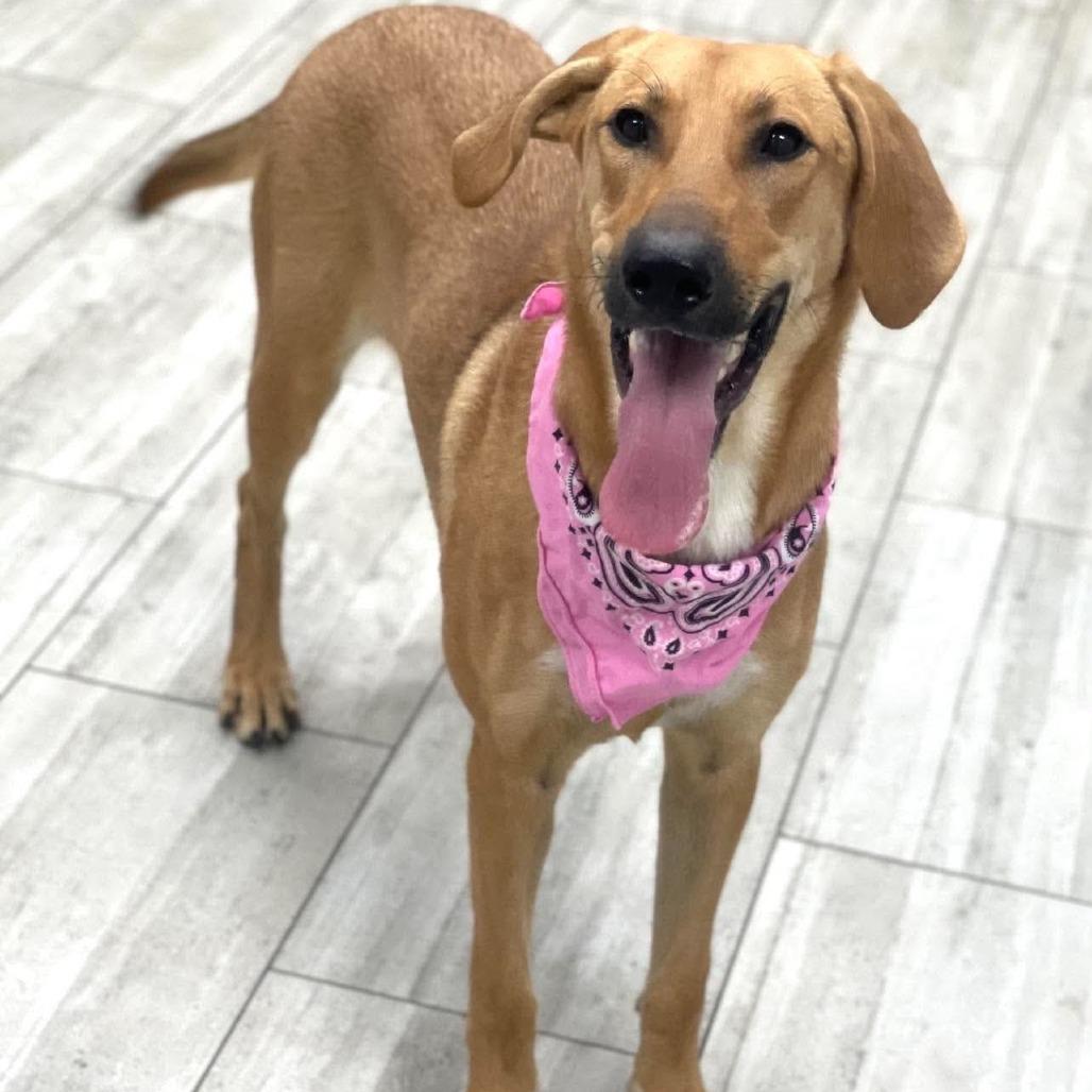 Enlarge Mollie, a Adoptable Black Mouth Cur in Lufkin, TX image 3/3