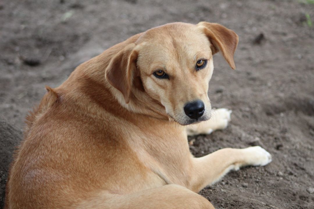 Dublin, Adopted, Young Female Rhodesian Ridgeback & Terrier.