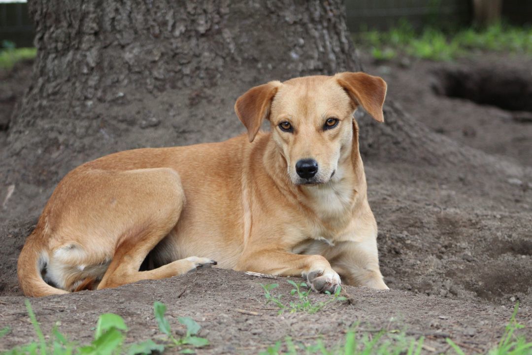 Enlarge Dublin, a Adopted mixed breed in Coldwater, ON image 2/6
