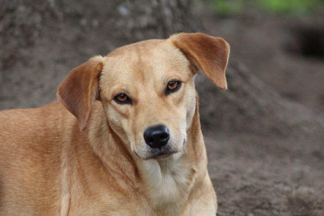 Enlarge Dublin, a Adopted mixed breed in Coldwater, ON image 4/6