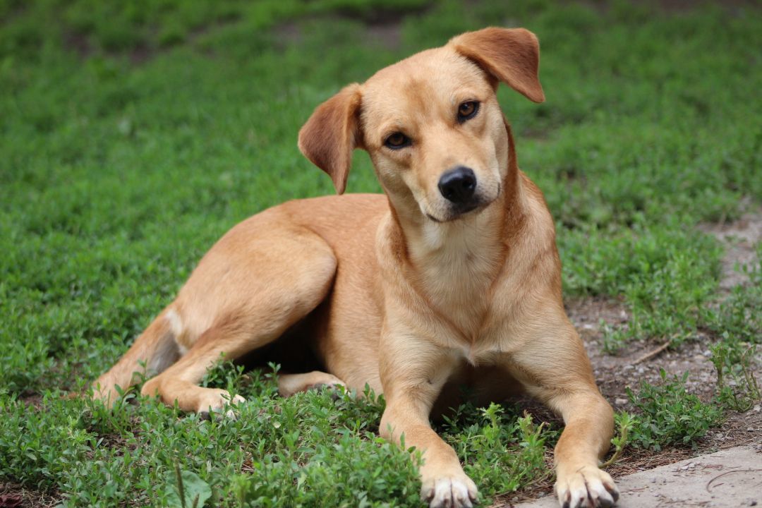 Enlarge Dublin, a Adopted mixed breed in Coldwater, ON image 5/6