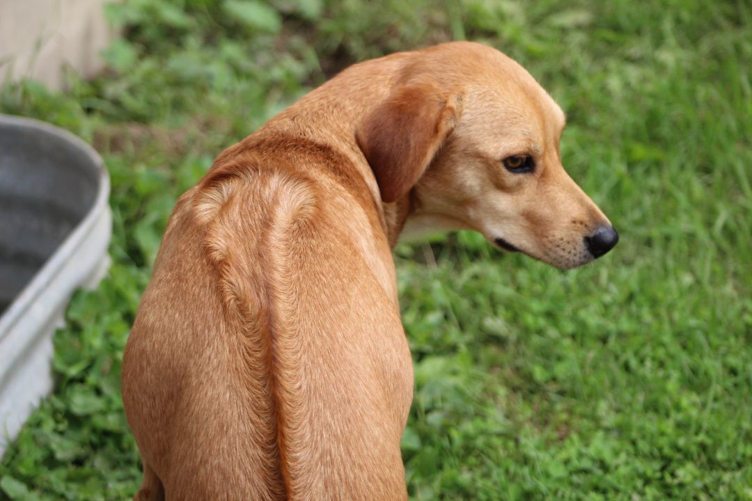 Enlarge Dublin, a Adopted mixed breed in Coldwater, ON image 6/6