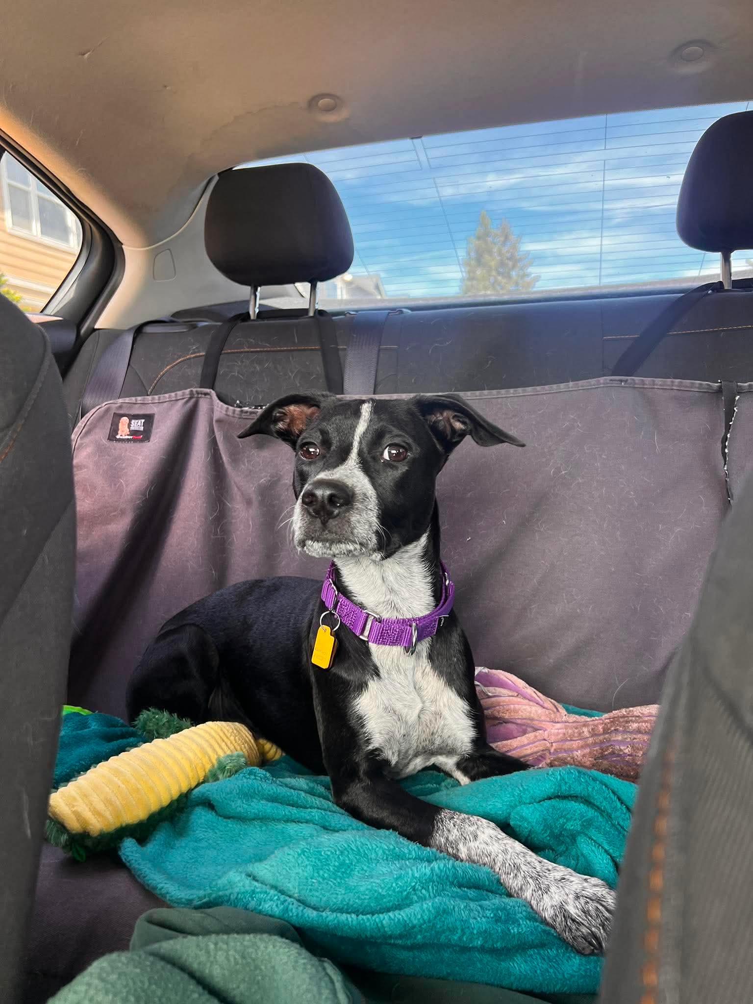 Enlarge Glitzy, an adoptable mixed breed in Beavercreek, OR image 4/6
