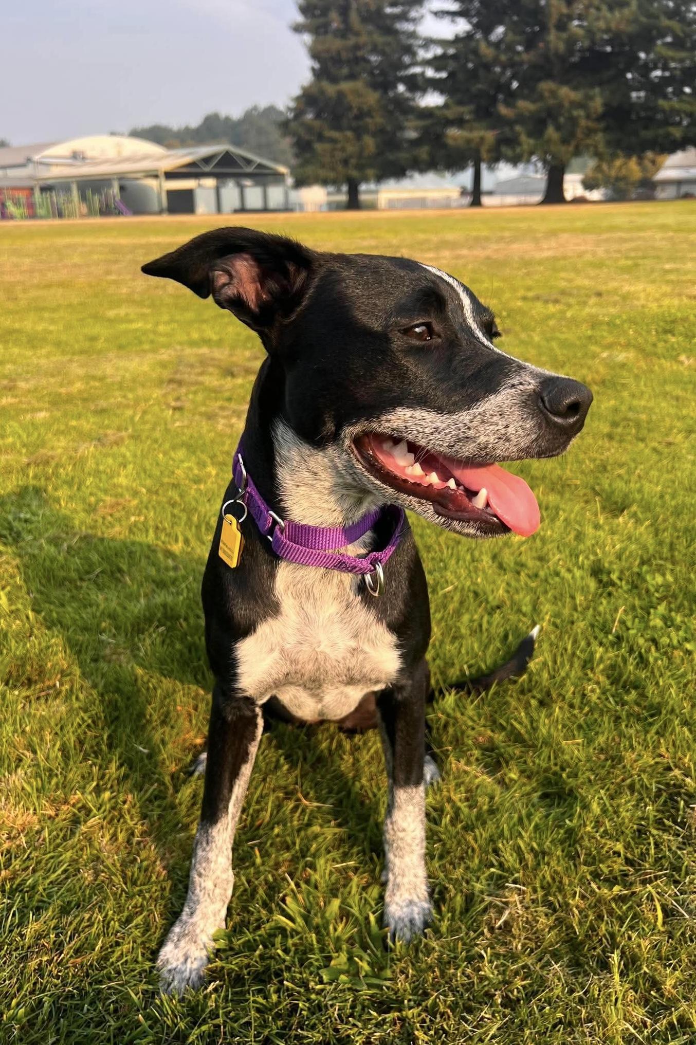 Enlarge Glitzy, an adoptable mixed breed in Beavercreek, OR image 1/6