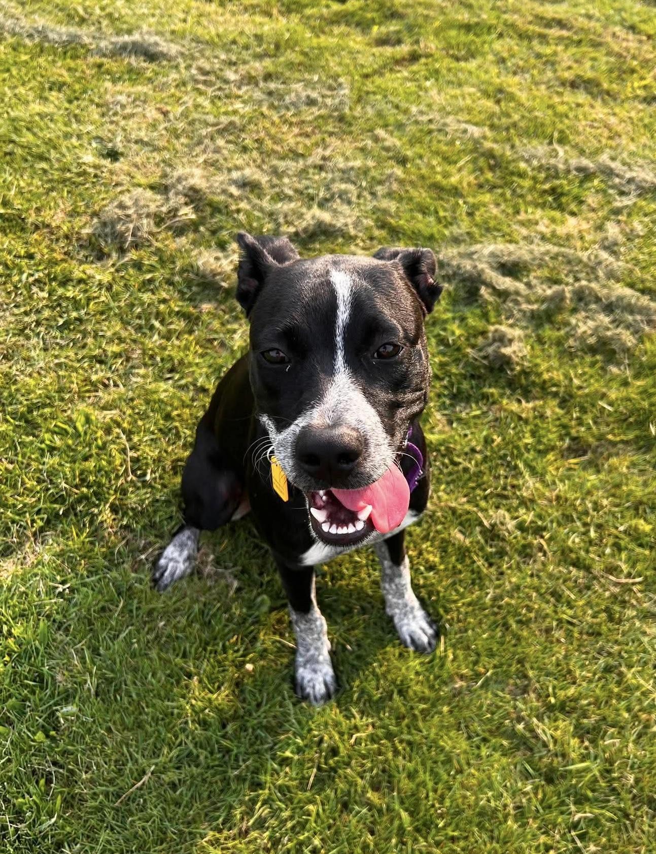 Enlarge Glitzy, an adoptable mixed breed in Beavercreek, OR image 2/6