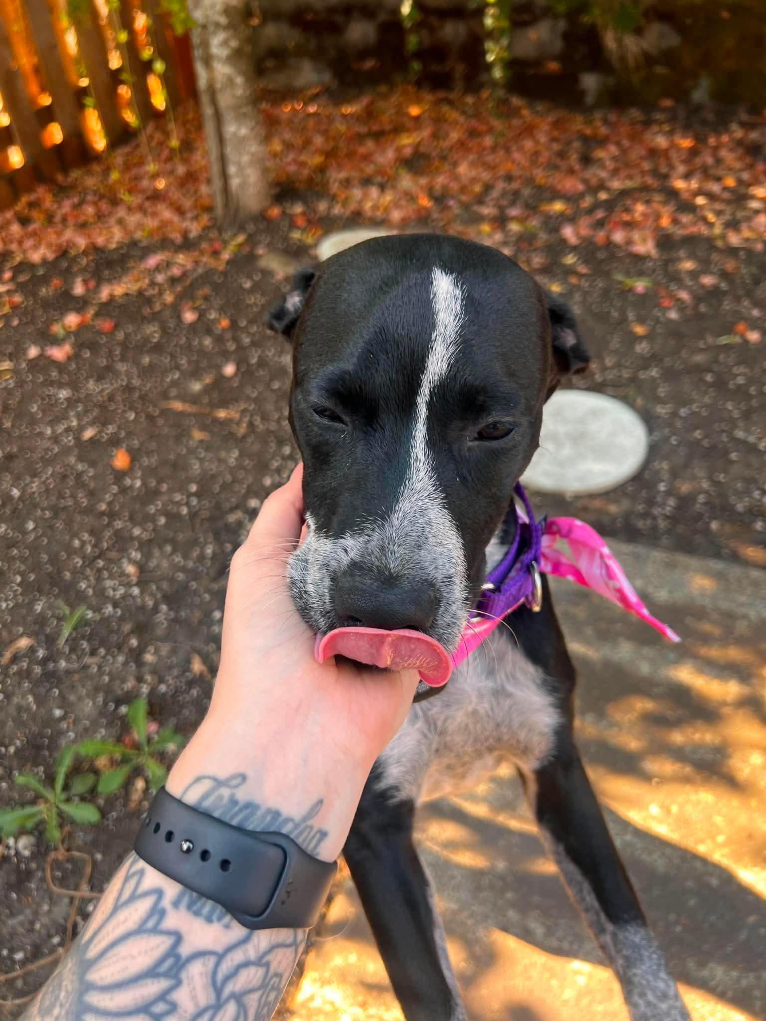 Enlarge Glitzy, an adoptable mixed breed in Beavercreek, OR image 3/6