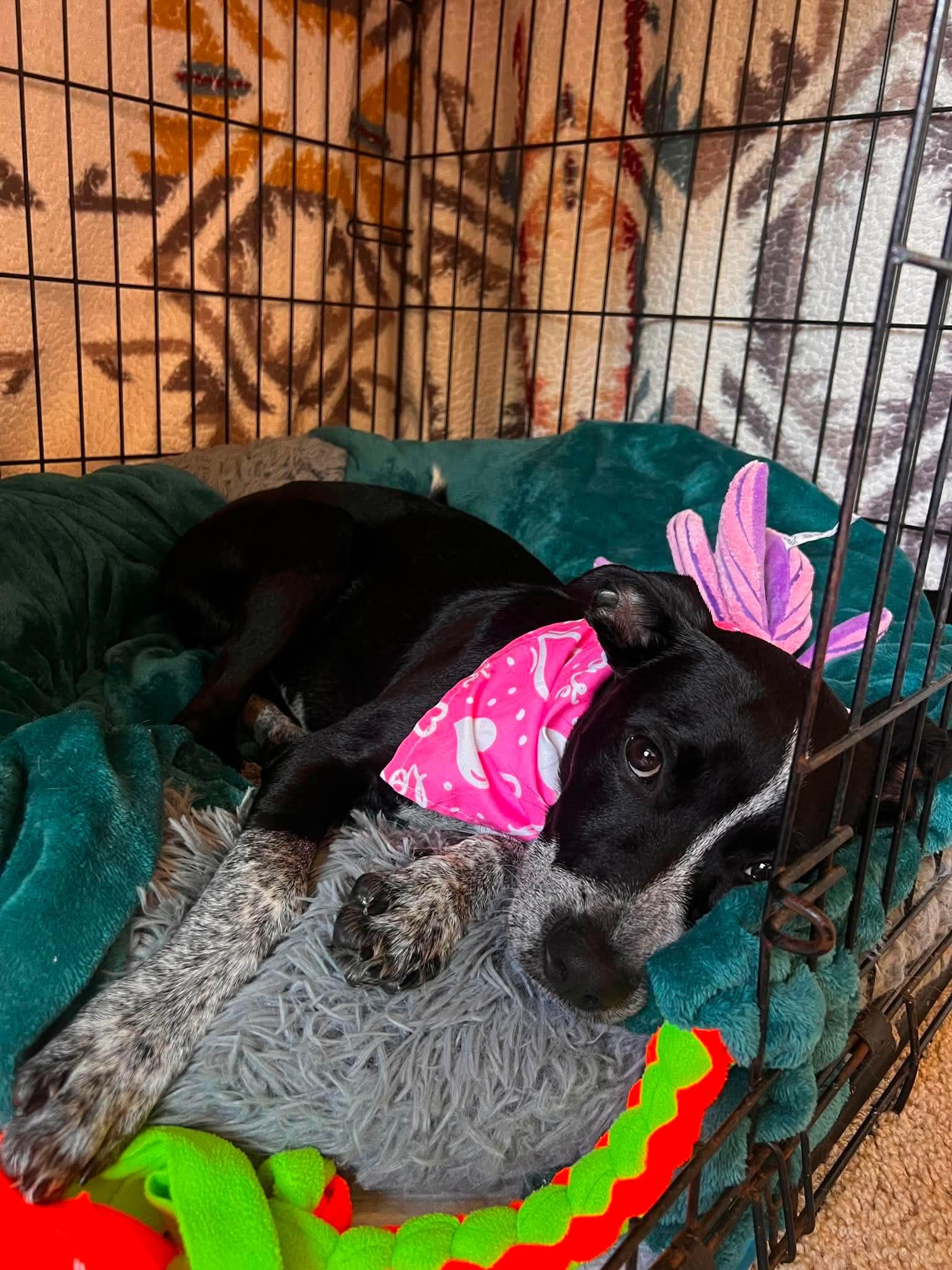 Enlarge Glitzy, an adoptable mixed breed in Beavercreek, OR image 5/6