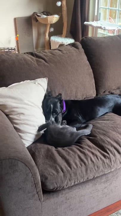Enlarge Glitzy, an adoptable mixed breed in Beavercreek, OR video 6/6
